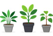 Curcuma en pot : comment le cultiver et en profiter toute l’année