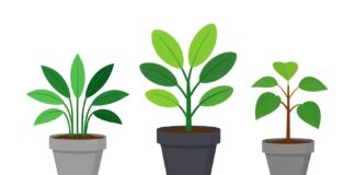 Curcuma en pot : comment le cultiver et en profiter toute l’année