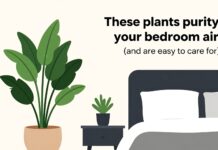 Ces plantes purifient l’air de votre chambre (et s’entretiennent facilement)